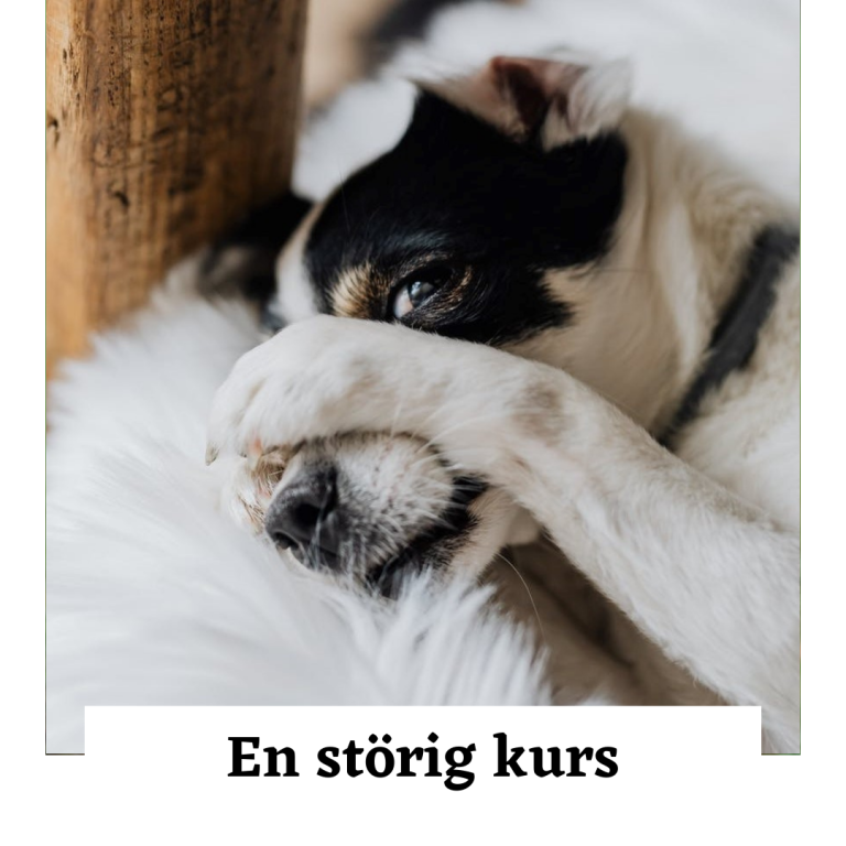 En Störig Kurs för hundar