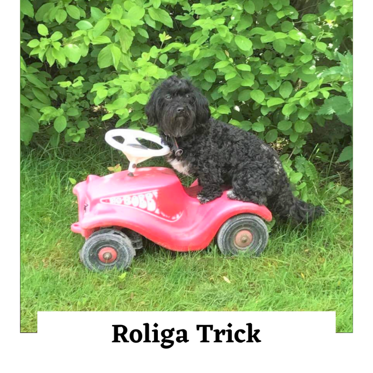 Roliga trick hundkurs
