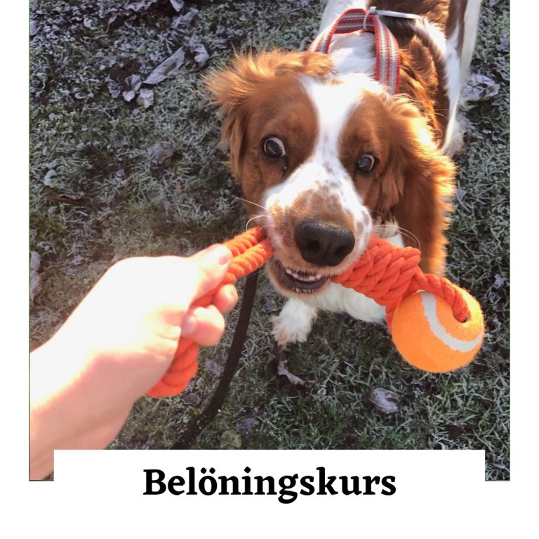 Belöningkurs hundar