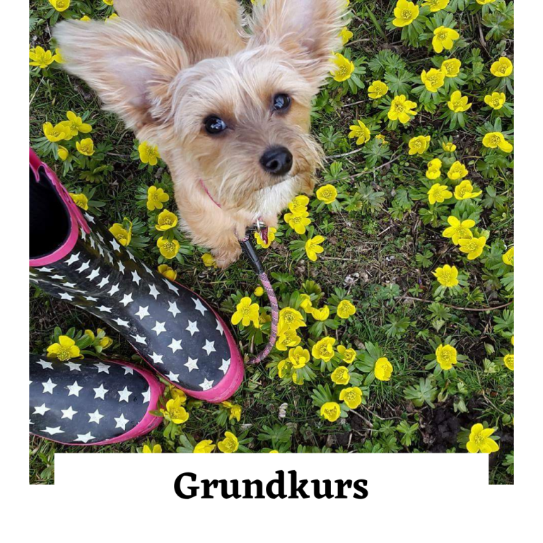 Grundkurs Hund