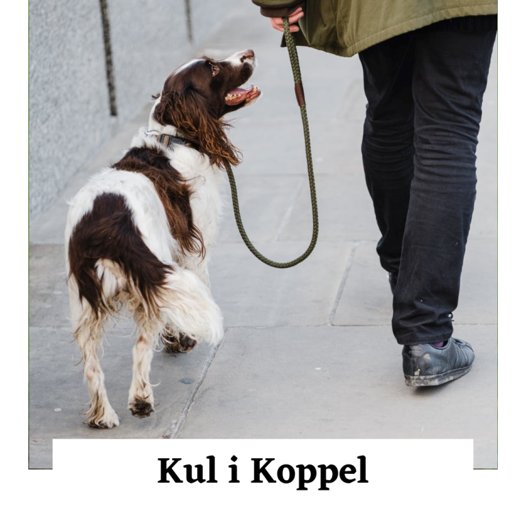 Kul i koppel hundkurs