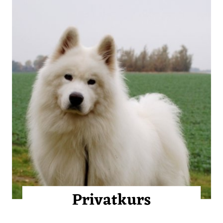 Privat Kurs Hundar