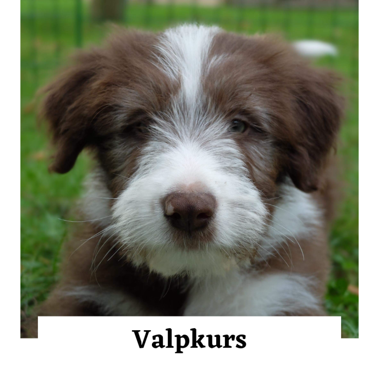 Valp-kurs