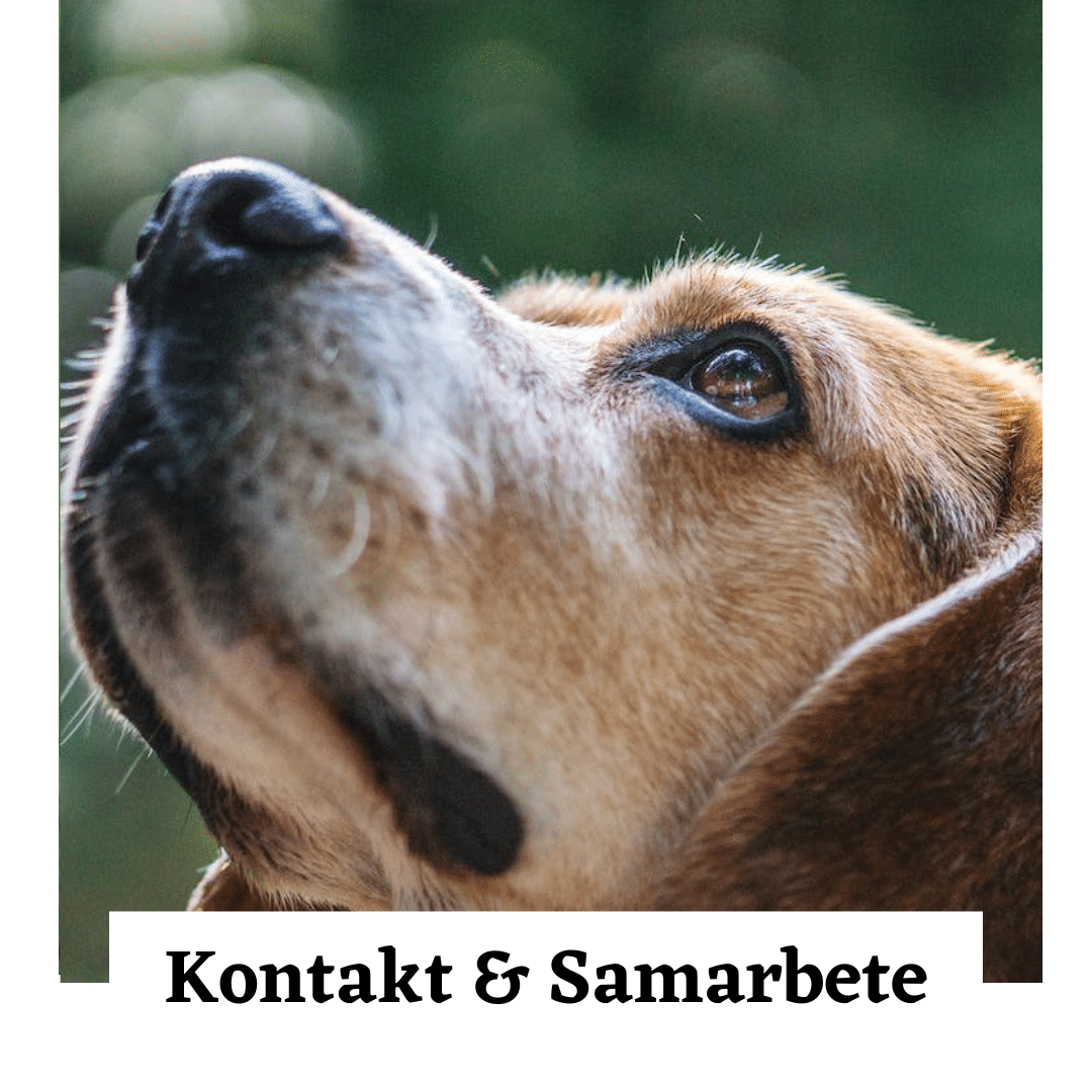 Kontakt Samarbete