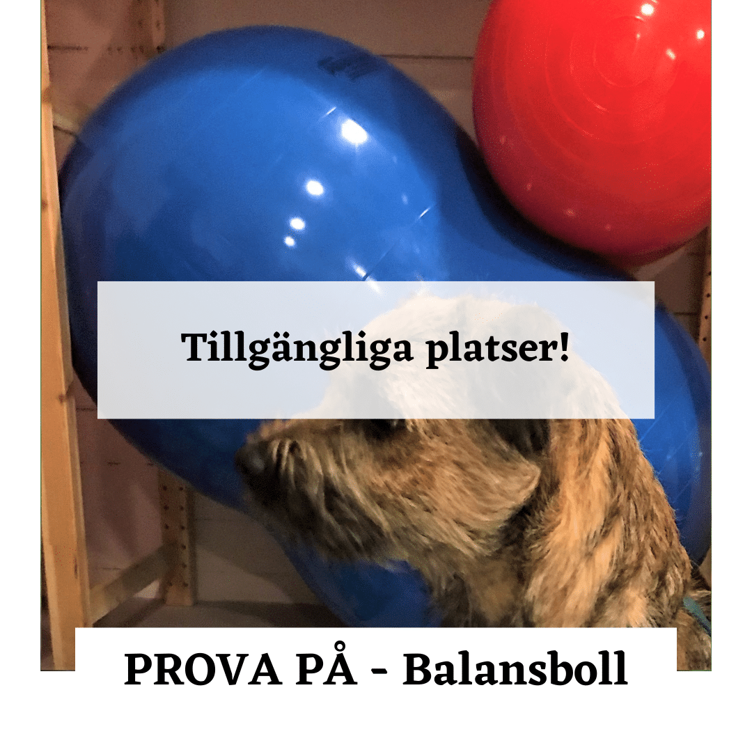 Prova på Balans Hundkurs