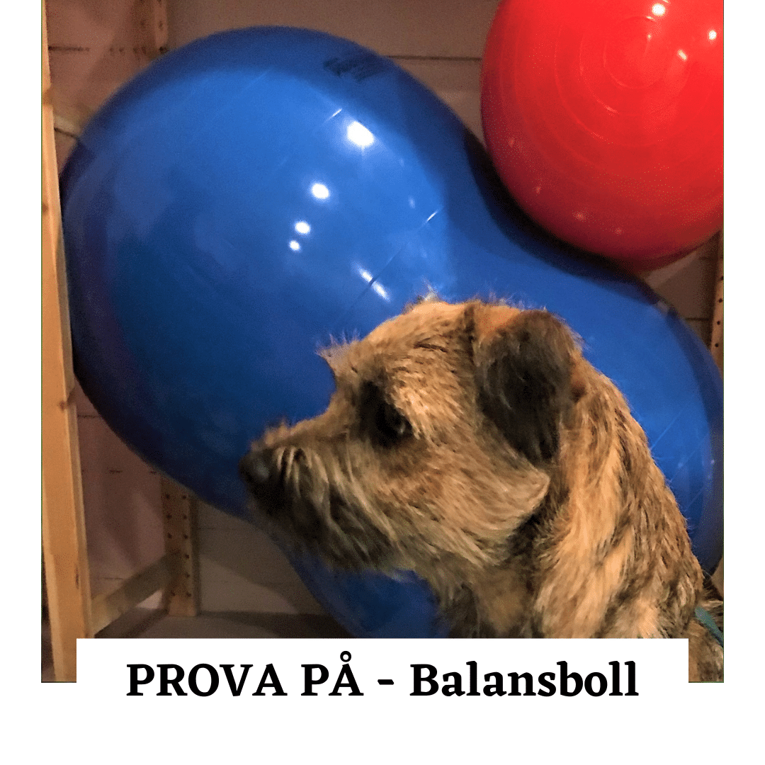 Prova på Balans Hundkurs