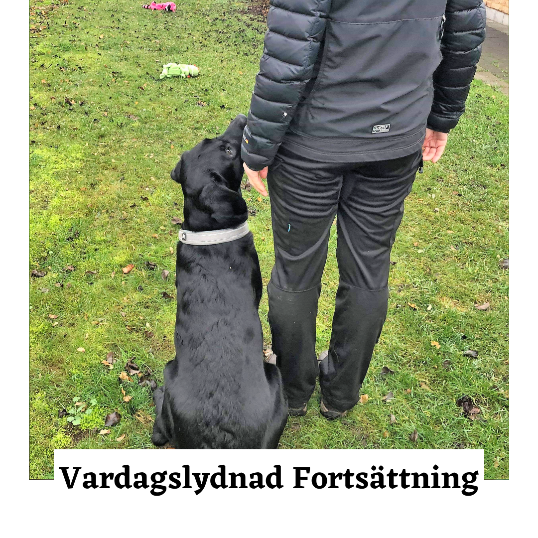 Grundkurs Fortsättning 2