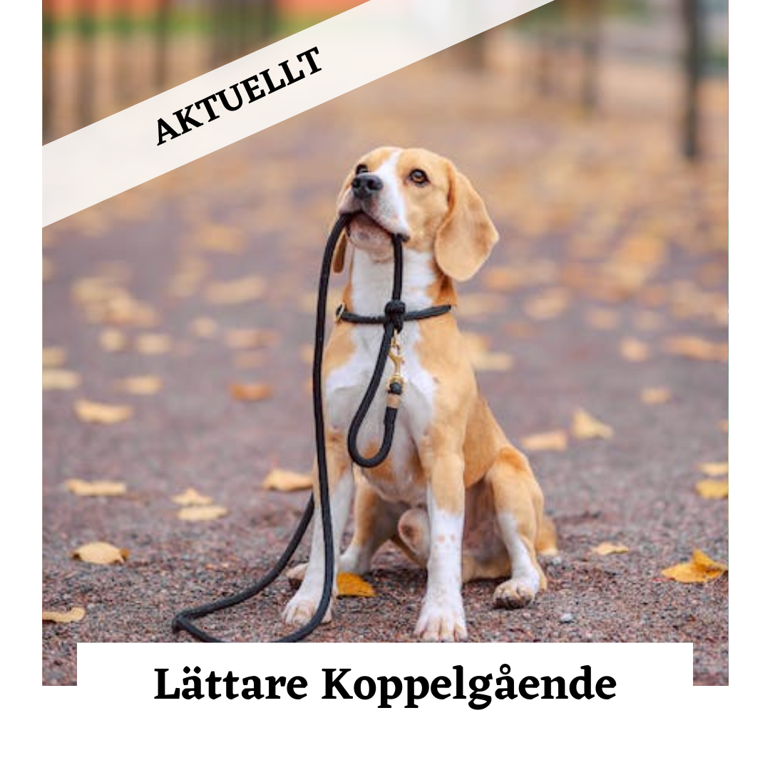 Privat Kurs Hundar