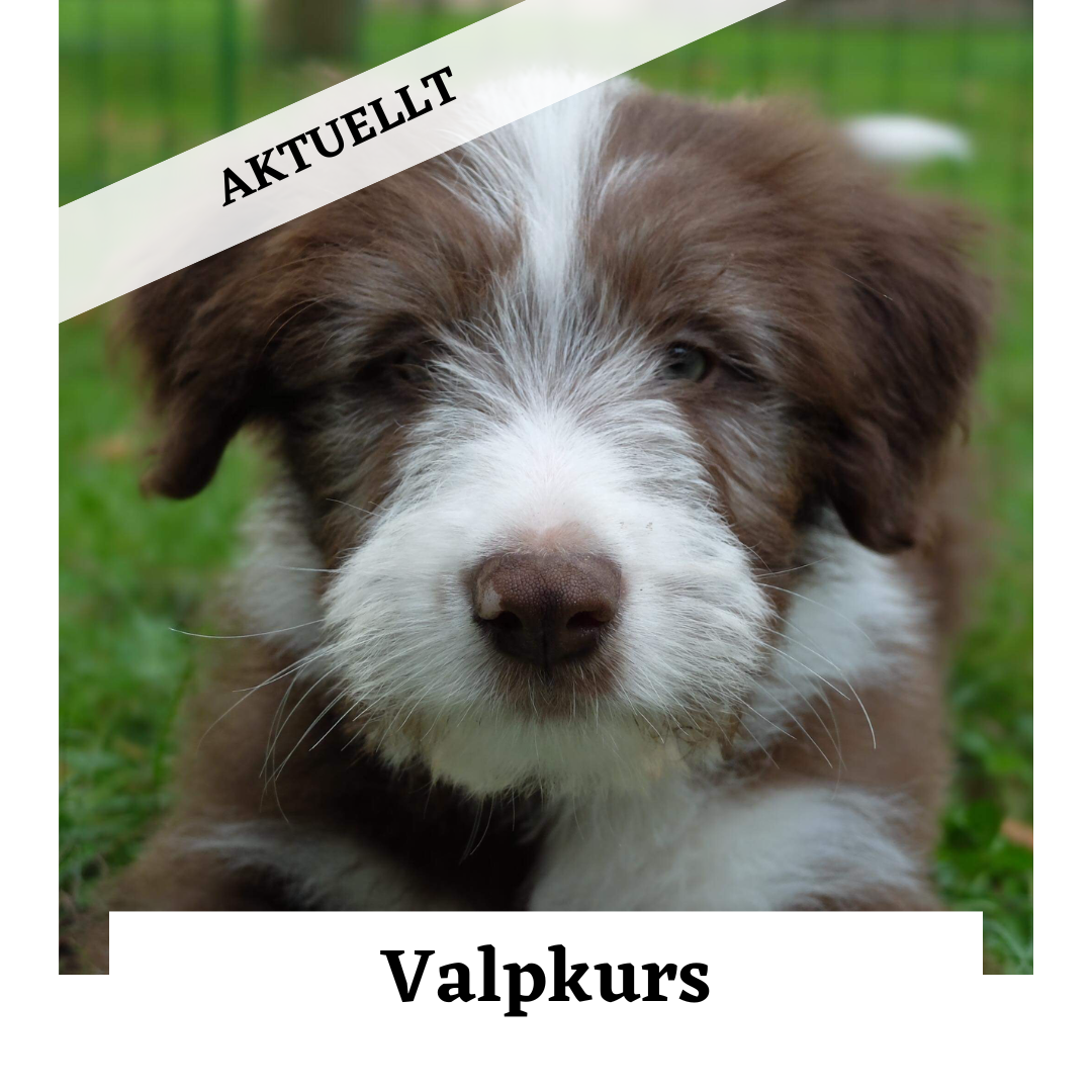 Valp-kurs