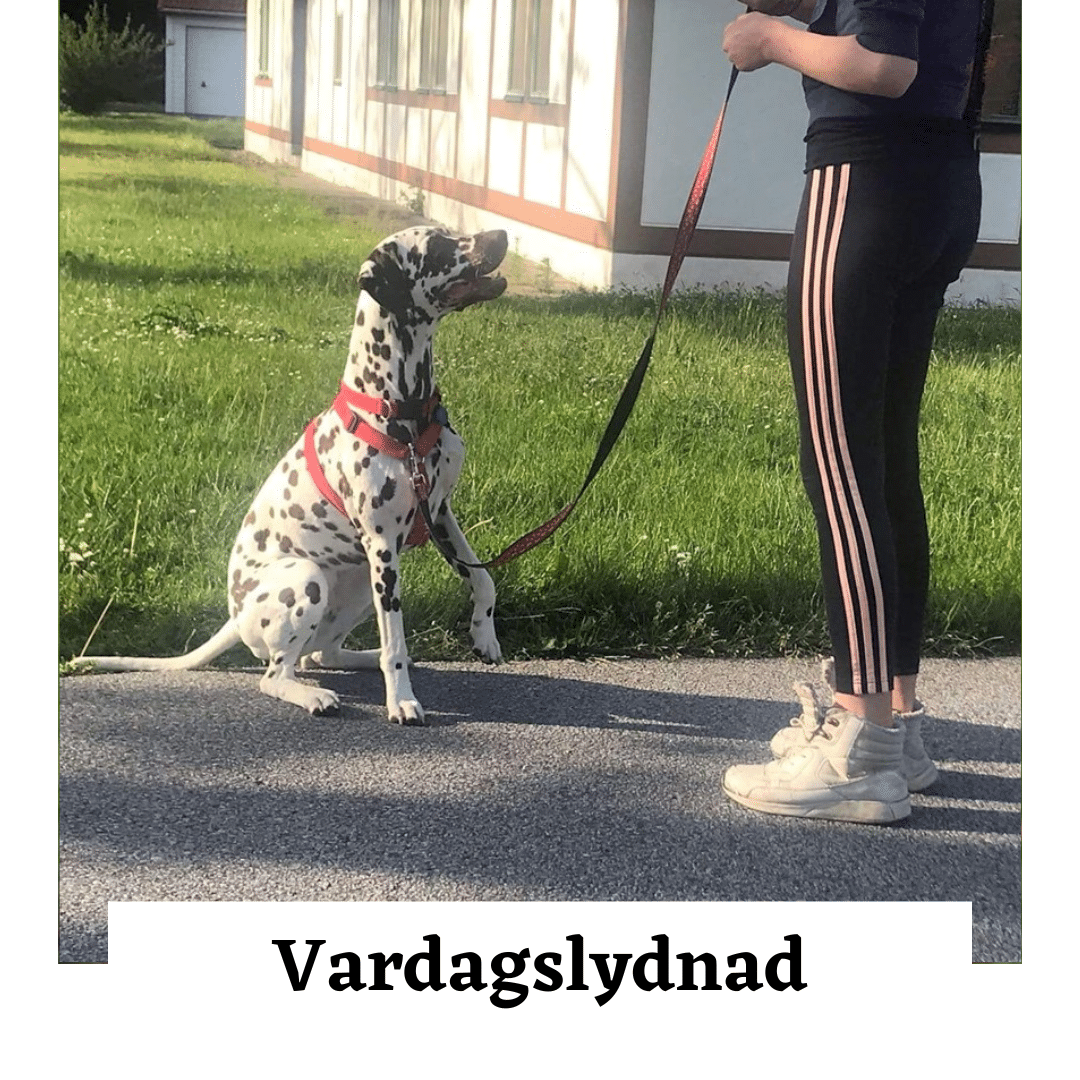 Grundkurs Fortsättning