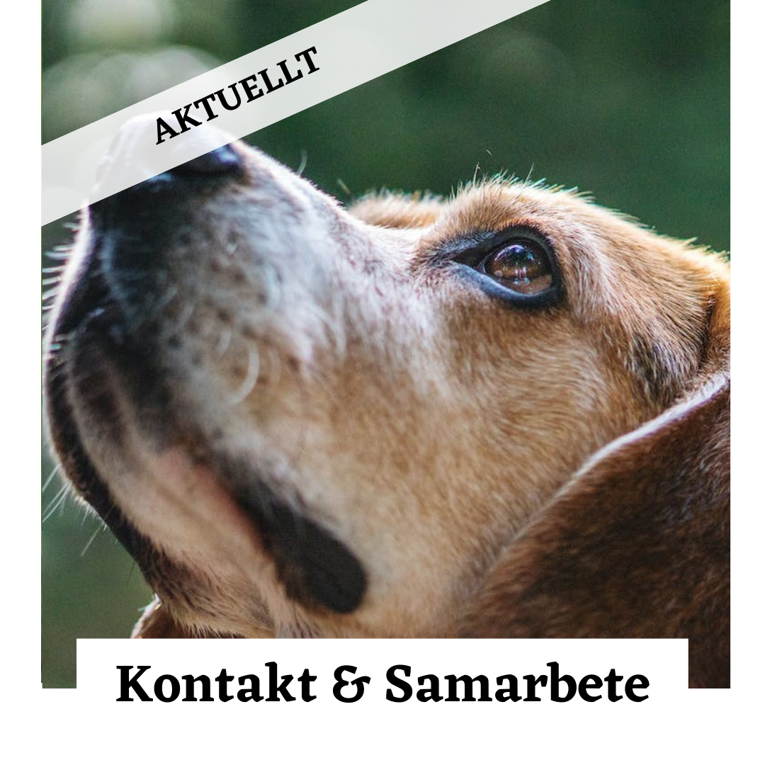 Kontakt Samarbete