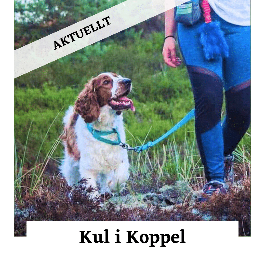Kul i koppel hundkurs