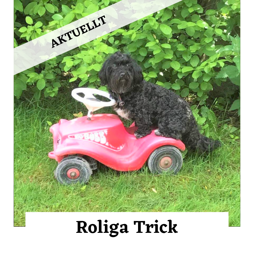 Roliga trick hundkurs
