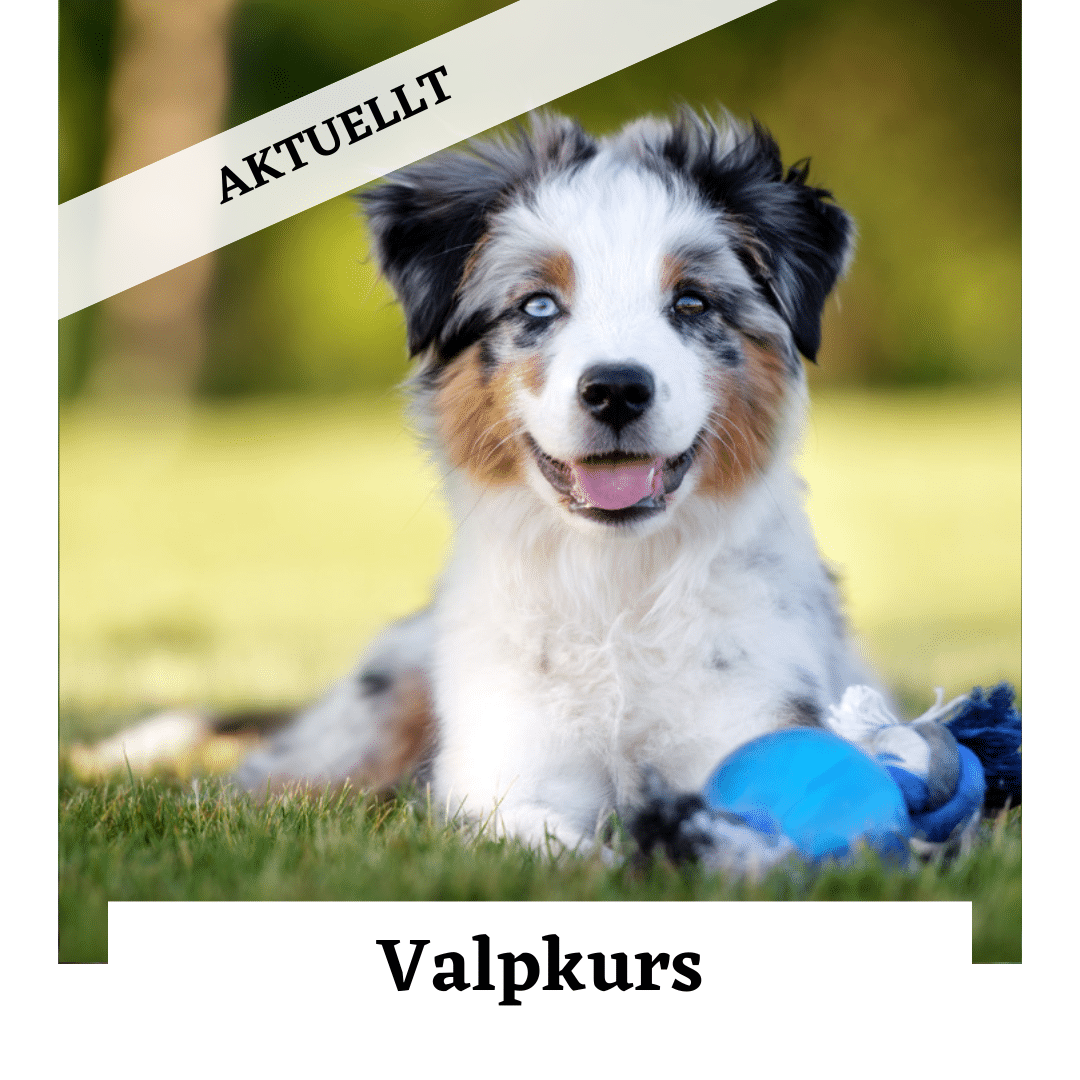 Valp-kurs