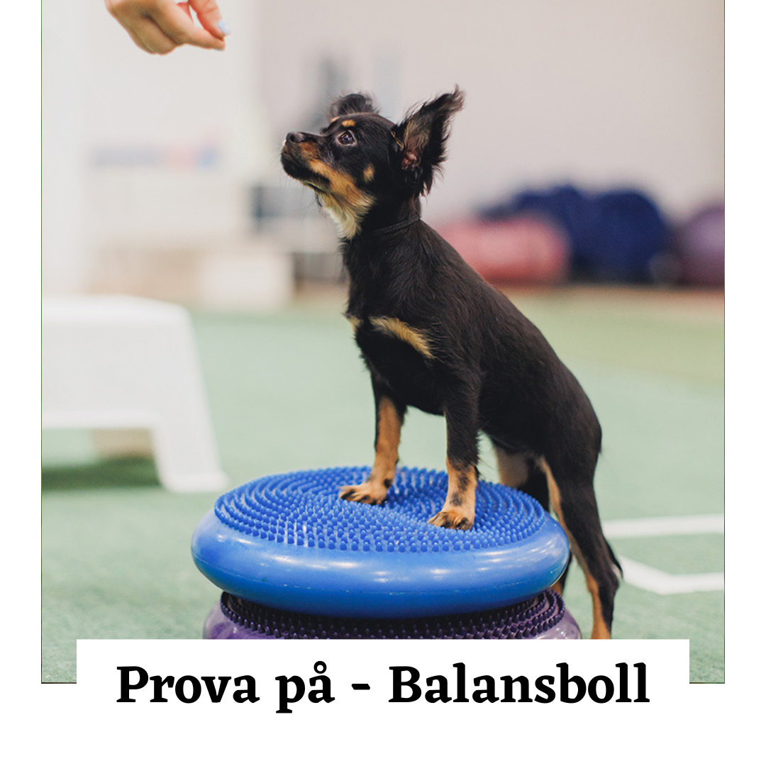 Prova på Balans Hundkurs