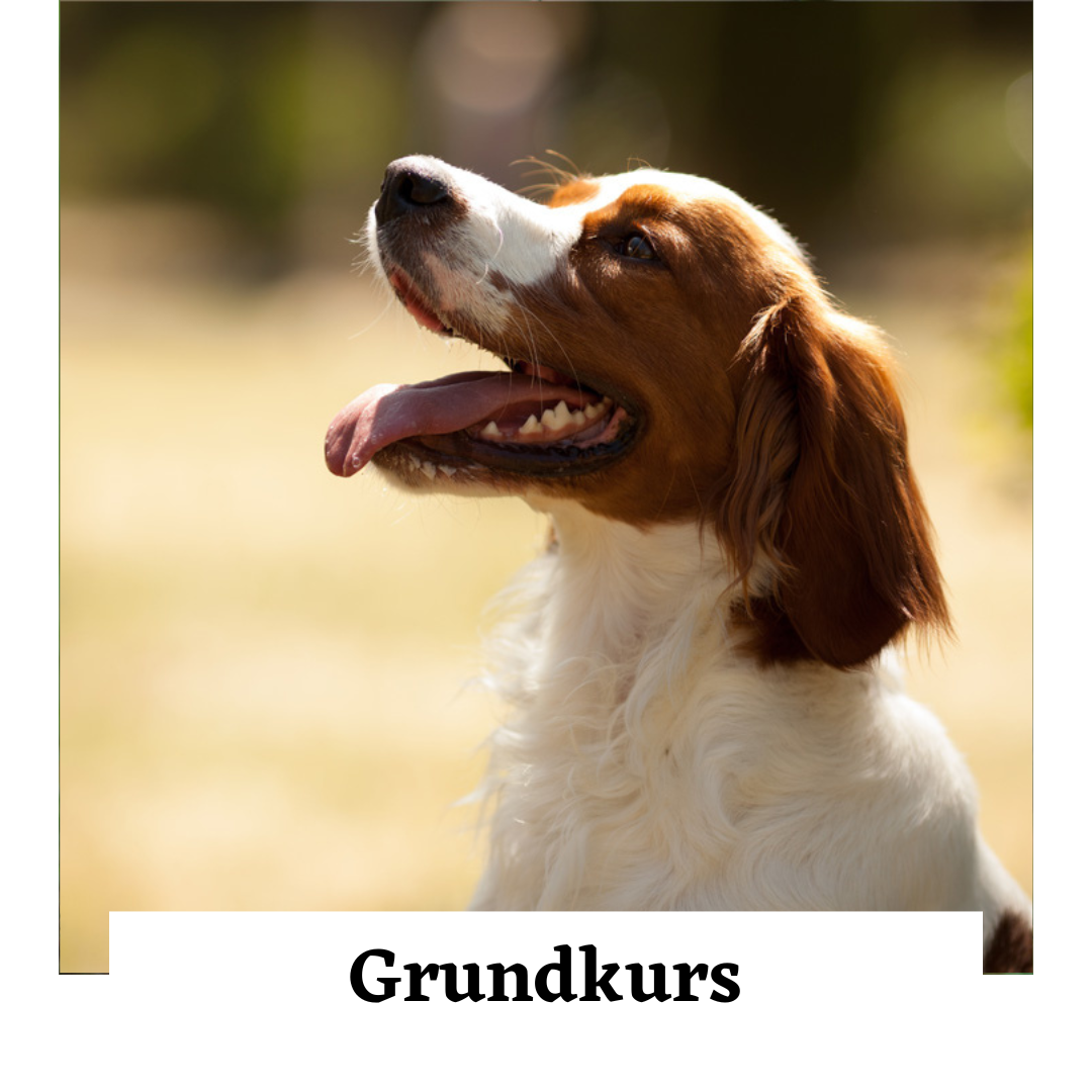 Grundkurs Hund