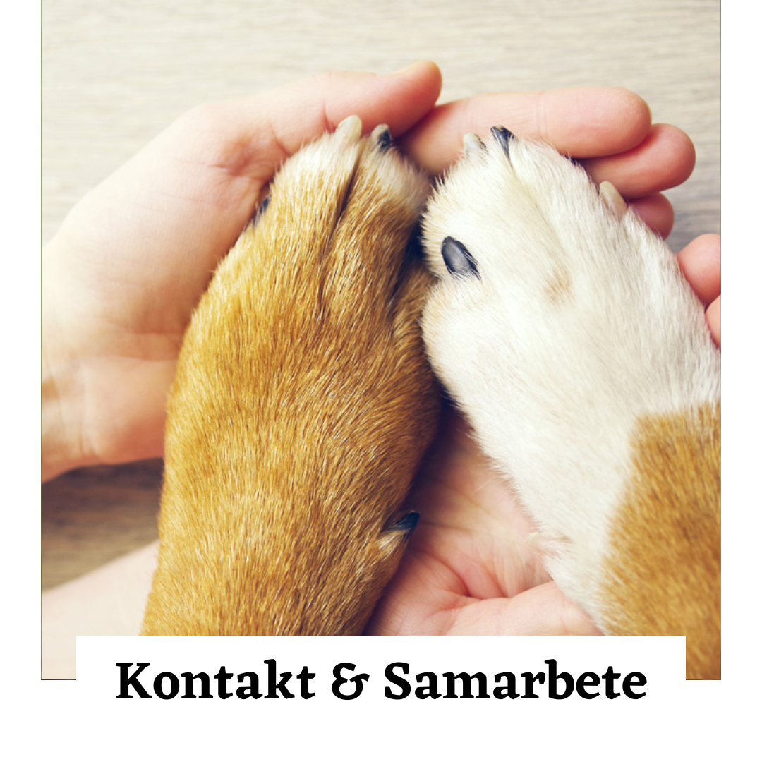 Kontakt Samarbete