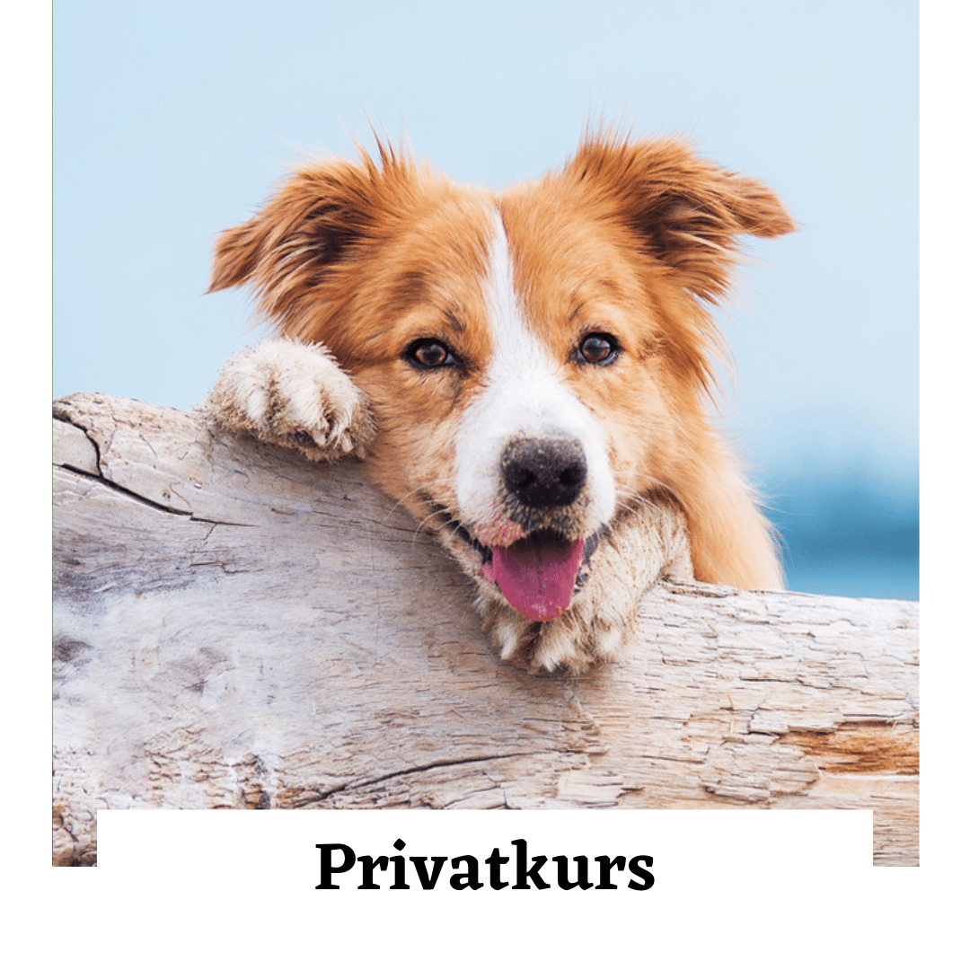 Privat Kurs Hundar