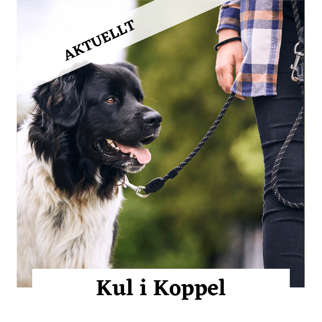 Kul i koppel hundkurs