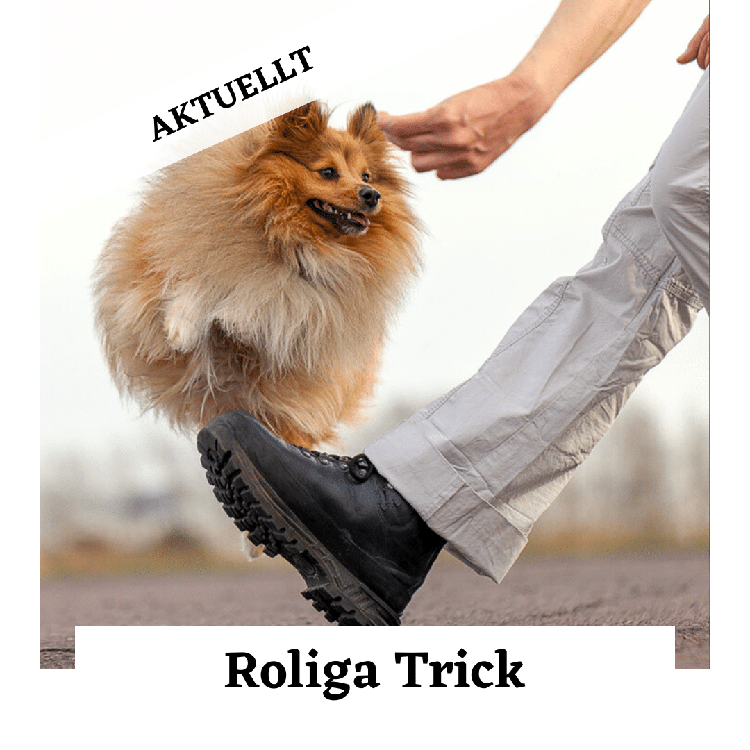Roliga trick hundkurs