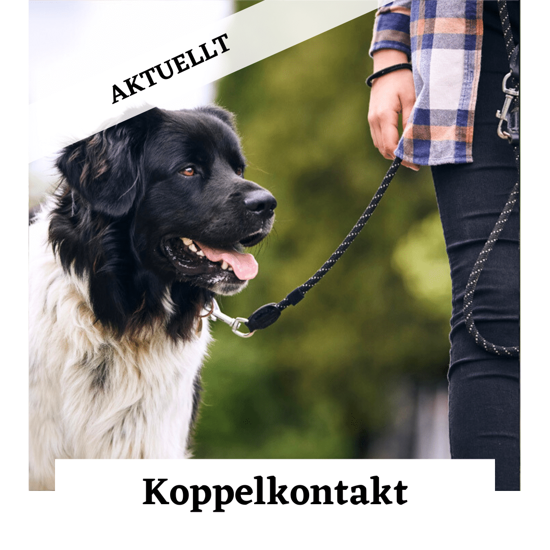 Kul i koppel hundkurs
