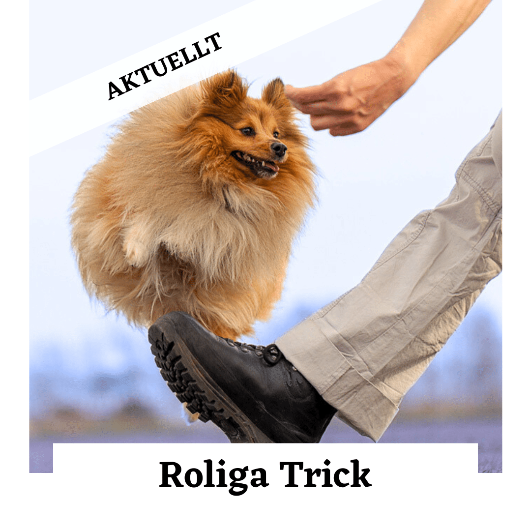 Roliga trick hundkurs